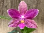 In Bloom Phalaenopsis I-Hsin Venus x lueddemanniana (2.5” Pot) - Image 3
