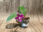 In Bloom Phalaenopsis I-Hsin Venus x lueddemanniana (2.5” Pot) - Image 7