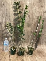 Dendrobium lowii (3” pot) - Image 2