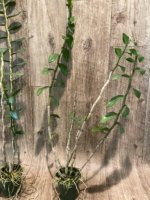 Dendrobium lowii (3” pot) - Image 4