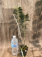 Dendrobium lowii (3” pot) - Image 5