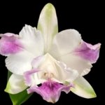 Cattleya intermedia aquinii coerulea '20-26G' x Cattleya Gaudii coerulea 'Blue Baby' AM/AOS Blooming Size (2” pot)