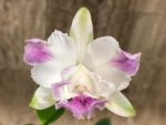 Cattleya intermedia aquinii coerulea '20-26G' x Cattleya Gaudii coerulea 'Blue Baby' AM/AOS Blooming Size (2” pot) - Image 3