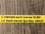 Cattleya intermedia aquinii coerulea '20-26G' x Cattleya Gaudii coerulea 'Blue Baby' AM/AOS Blooming Size (2” pot) - Image 10