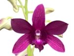 Double Spikes - Dendrobium Jaquelyn Thomas ‘Wally Murazane.’(3.5” pot) - Image 2