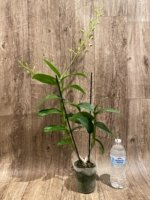 Double Spikes - Dendrobium Jaquelyn Thomas ‘Wally Murazane.’(3.5” pot) - Image 4