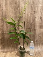 Double Spikes - Dendrobium Jaquelyn Thomas ‘Wally Murazane.’(3.5” pot) - Image 6