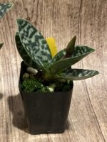 In Spike - Paph. hookerae x sib (2” pot) - Image 5