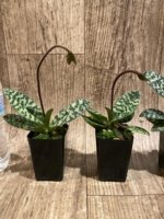 In Spike - Paph. hookerae x sib (2” pot) - Image 7