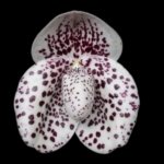 Paph. bellatulum 'Big Spot' x sib (2" pot)