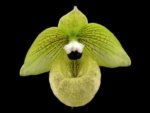 Paphiopedilum mallpoense x sib (2" pot) - Image 2
