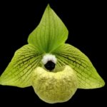 Paphiopedilum mallpoense x sib (2" pot)