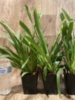 In Spikes Miltoniopsis White Truffle 'Bright Eyes' (3.5" pot) - Image 4