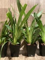 In Spikes Miltoniopsis White Truffle 'Bright Eyes' (3.5" pot) - Image 5