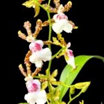 IN SPIKE - Oncidium Wild Willie Bingo'’ (3.5” Pot)