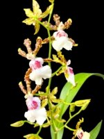 IN SPIKE - Oncidium Wild Willie Bingo'’ (3.5” Pot)