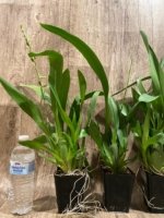 IN SPIKE - Oncidium Wild Willie Bingo'’ (3.5” Pot) - Image 5