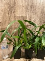 In Spikes - Fragrant Oncidium Heaven Scent ‘Redolence’ (3.5” Pot) - Image 6