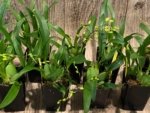 In Spikes - Fragrant Mini Oncidium Twinkle ‘Oro’ (2” Pot) - Image 5
