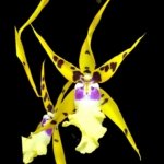 In Spike Huge plants Aliceara Pacific Nova 'Butter Buds' (3.5” pot)