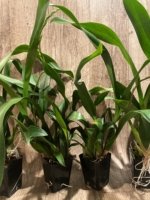 In Spike Huge plants Aliceara Pacific Nova 'Butter Buds' (3.5” pot) - Image 5