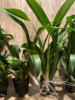 In Spike Huge plants Aliceara Pacific Nova 'Butter Buds' (3.5” pot) - Image 6