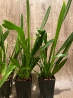 In Spike Beallara Memoria Donald Yamada (3.5" pot) - Image 6