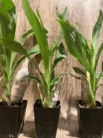In Spike Catasetum Mark's Red Hermosa (3.5” pot) - Image 4