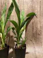 In Spike Catasetum Mark's Red Hermosa (3.5” pot) - Image 9