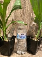 In Spike Catasetum Mark's Red Hermosa (3.5” pot) - Image 10