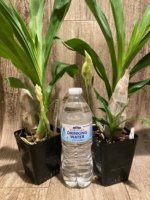 In Spike Catasetum Mark's Red Hermosa (3.5” pot) - Image 6