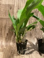 In Spike Catasetum Mark's Red Hermosa With 3 New Growths (3.5” pot) - Image 6