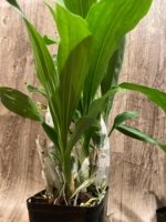 In Spike Catasetum Mark's Red Hermosa With 3 New Growths (3.5” pot) - Image 8