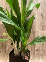 In Spike Catasetum Mark's Red Hermosa With 3 New Growths (3.5” pot) - Image 4