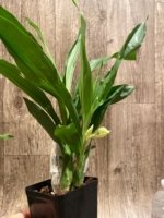 In Spike Catasetum Mark's Red Hermosa With 3 New Growths (3.5” pot) - Image 9