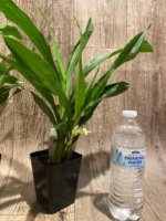 In Spike Catasetum Mark's Red Hermosa With 3 New Growths (3.5” pot) - Image 10