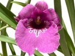 Triple Spikes Miltoniopsis Pretty In Pink (3.5" pot) - Image 2