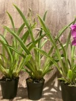 Double Spikes Miltoniopsis Pretty In Pink (3.5" pot) - Image 8