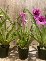 Double Spikes Miltoniopsis Pretty In Pink (3.5" pot) - Image 6