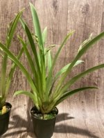 Triple Spikes Miltoniopsis Pretty In Pink (3.5" pot) - Image 7