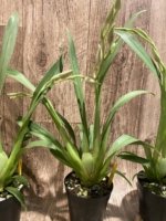 Double Spikes - Miltoniopsis Pink Lemonade (3.5” pot) - Image 6