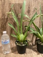 Double Spikes - Miltoniopsis Pink Lemonade (3.5” pot) - Image 4