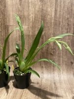 Double Spikes - Miltoniopsis Pink Lemonade (3.5” pot) - Image 7