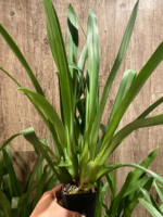 Miltoniopsis Lillian Nakamoto Multi Growths (3.5" Pot) - Image 4