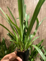 Miltoniopsis Lillian Nakamoto Multi Growths (3.5" Pot) - Image 5