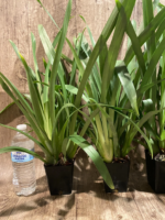 Miltoniopsis Lillian Nakamoto Multi Growths (3.5" Pot) - Image 6