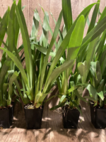 Miltoniopsis Lillian Nakamoto Multi Growths (3.5" Pot) - Image 7