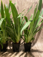 Miltoniopsis Lillian Nakamoto Multi Growths (3.5" Pot) - Image 8