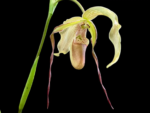 Phragmipedium Mont Fallu