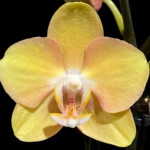 Phalaenopsis OX Manet